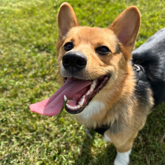 Meet your Posher, Grace - Picture 2 of 2